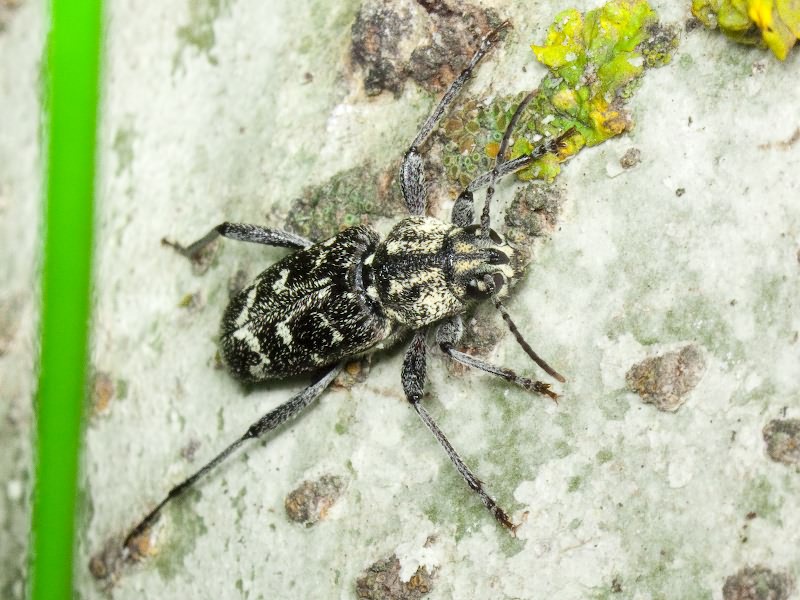 Xylotrechus rusticus (Linnaeus, 1758)